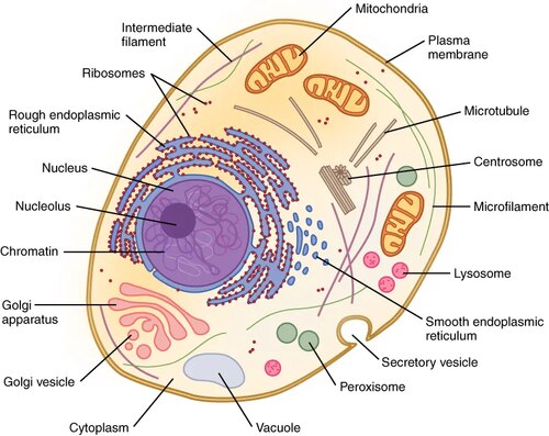 Colorful microscope image of human cells with visible nuclei and cell structures