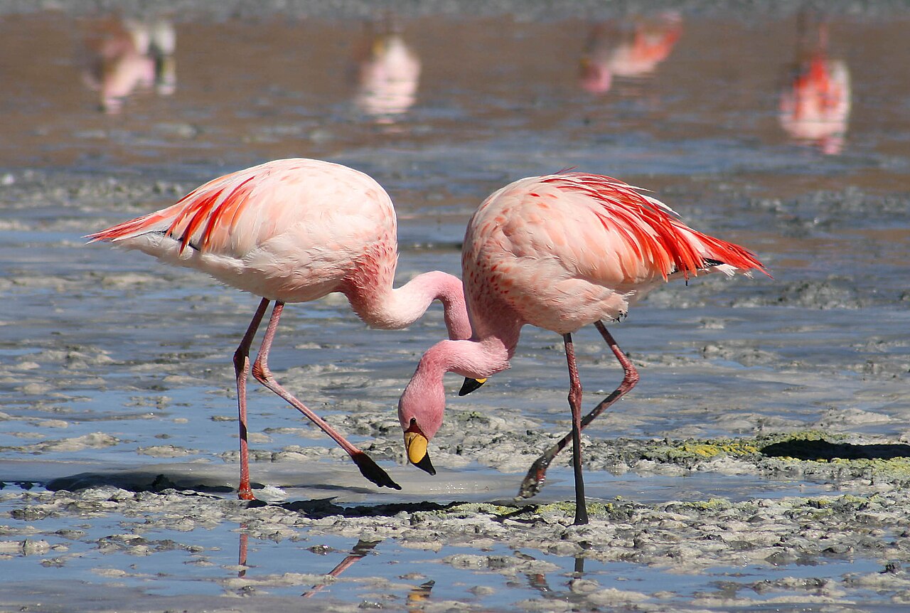 A flock of pink flamingos standing in shallow water