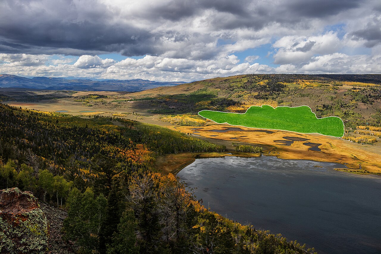 A forest of golden quaking aspen trees with white trunks and shimmering leaves in autumn