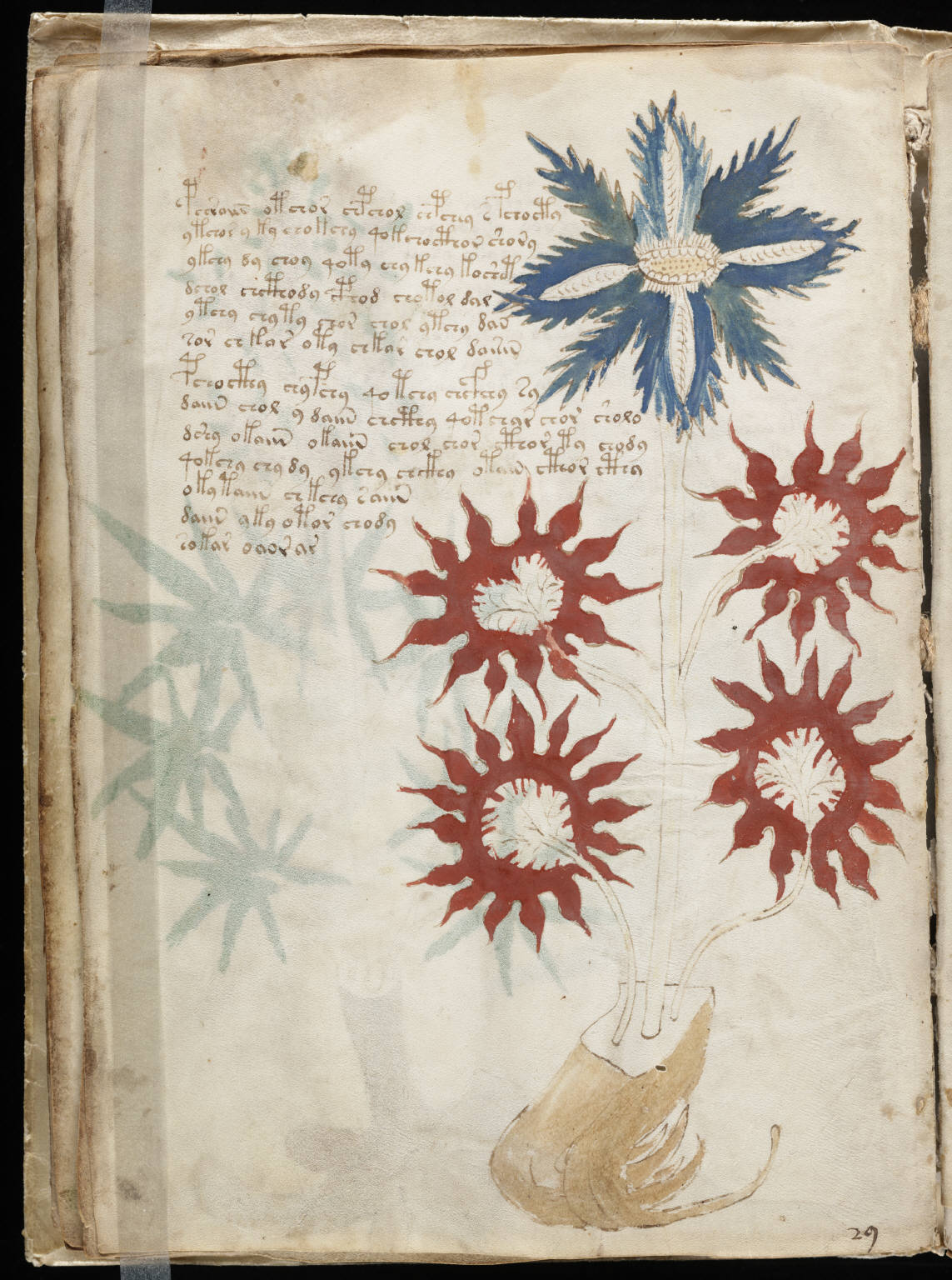 A page from the Voynich manuscript showing mysterious illustrated plants and unknown script